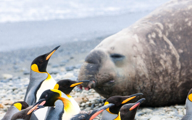 Η γρίπη των πτηνών σαρώνει την Ανταρκτική – Μαζικοί οι θάνατοι θαλάσσιων ελεφάντων