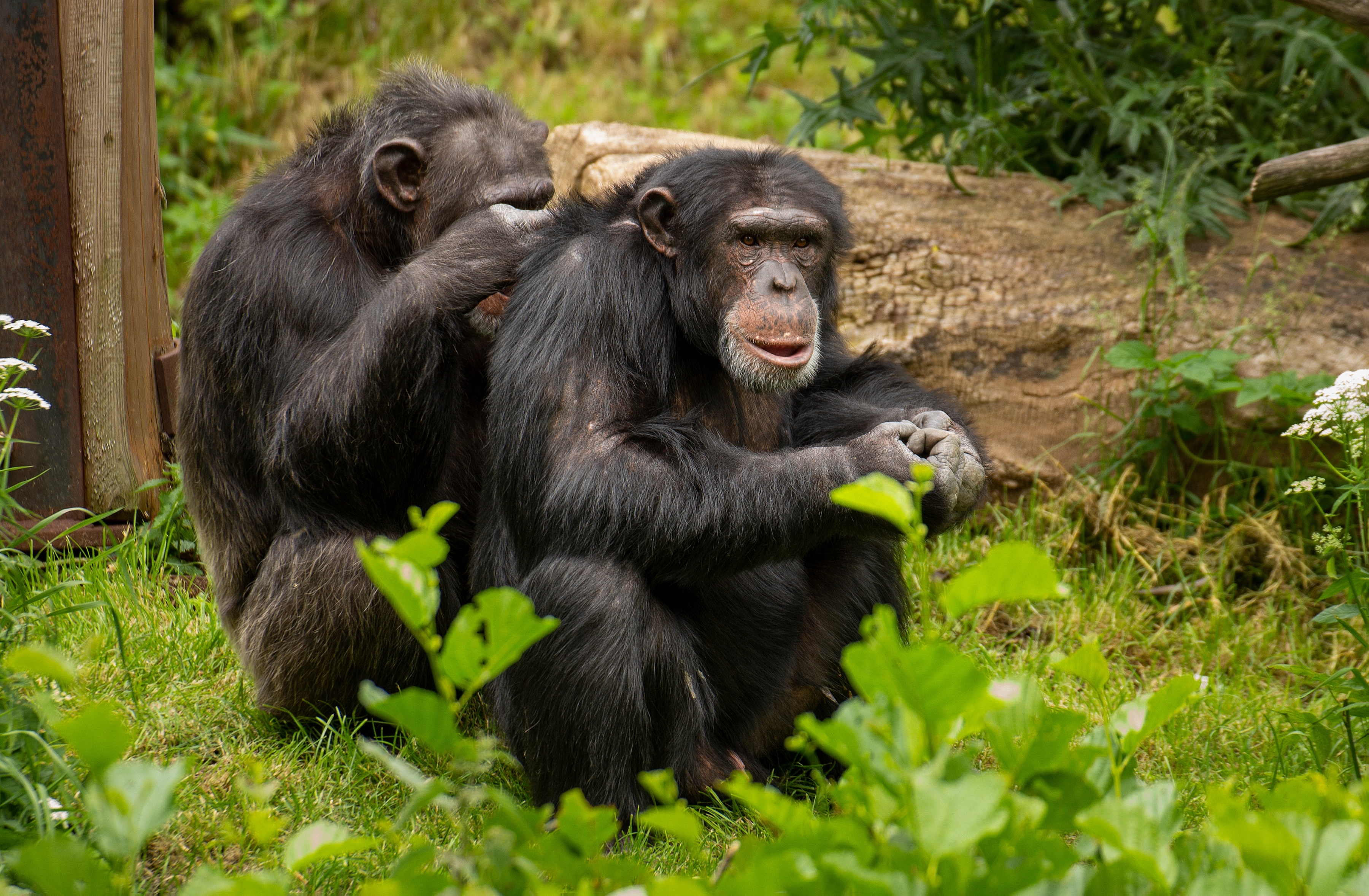 Οι χιμπατζήδες αναγνωρίζουν παλιούς «φίλους» και συγγενείς ακόμη και μετά από δεκαετίες-1