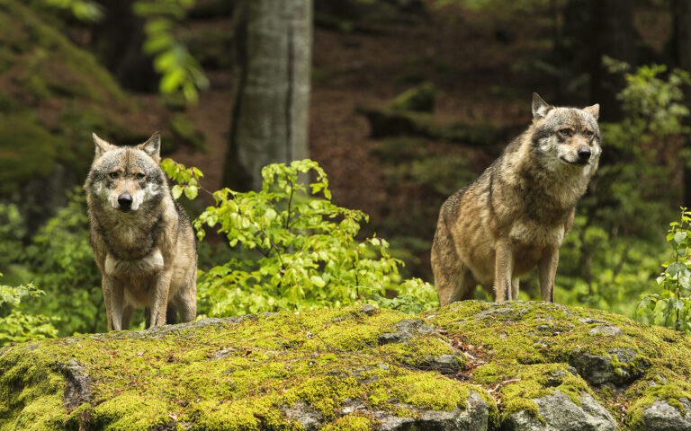 Θα επιστρέψει το κυνήγι λύκων στη δυτική Ευρώπη;