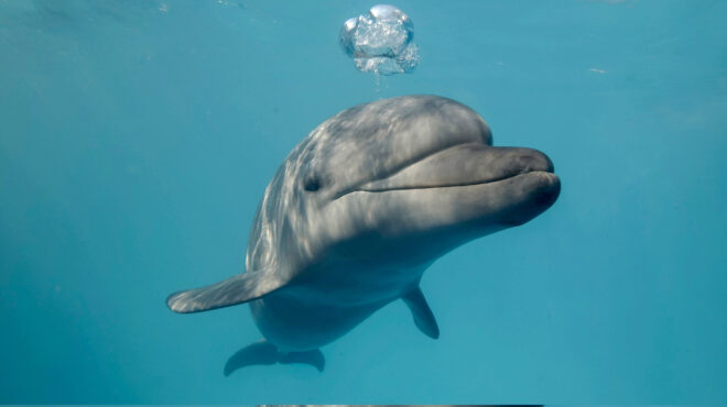 γιατί-τα-δελφίνια-φέρονται-σαν-κόπα-562844023