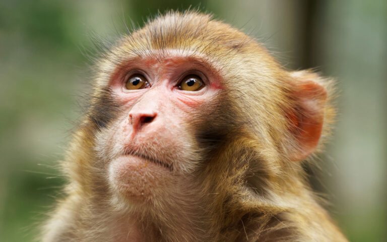 Κλωνοποιημένος πίθηκος επιβιώνει για πρώτη φορά έως την ενηλικίωση
