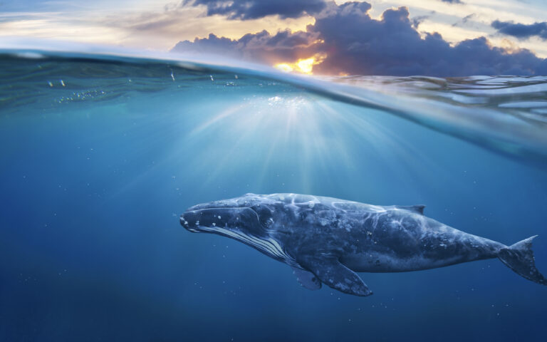 Οι επιστήμονες έλυσαν έναν από τους γρίφους των ωκεανών: Το απόκοσμο «τραγούδι» των φαλαινών