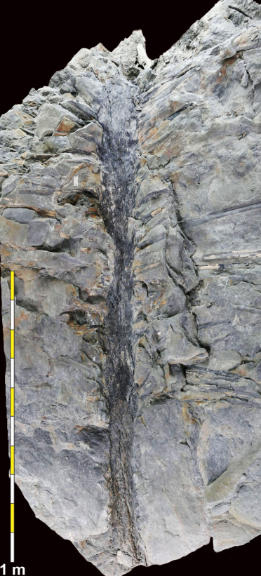 Σπάνιο και «αλλόκοτο» απολίθωμα αποκαλύπτει πώς ήταν τα δέντρα 350 εκατ. χρόνια πριν-2