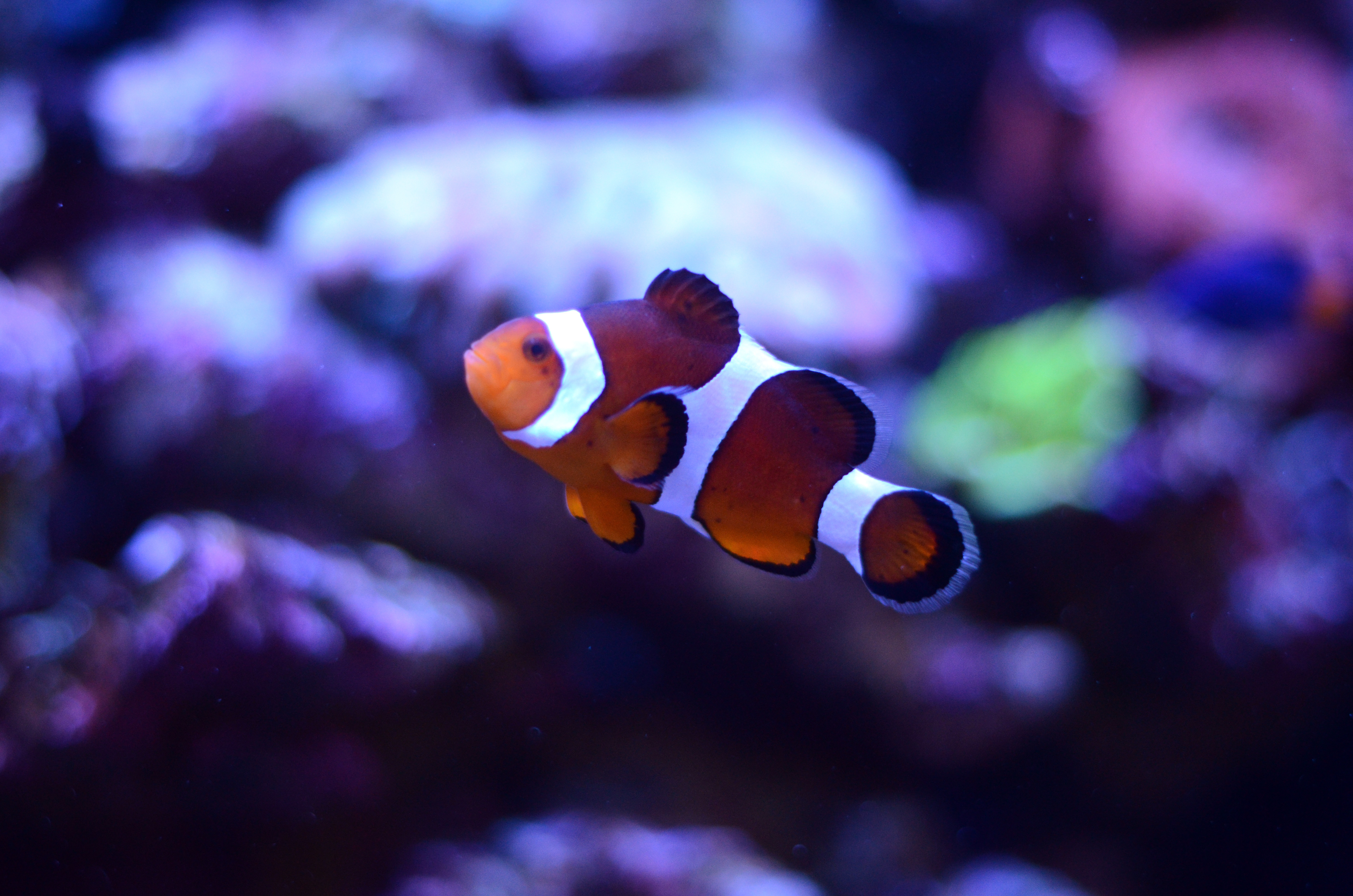 Επιθετικά και αφιλόξενα: Πώς τα ψάρια-κλόουν διώχνουν τους άλλους «Nemo» από τις θαλάσσιες ανεμώνες-1