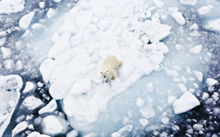 Οι πάγοι λιώνουν, οι πολικές αρκούδες λιμοκτονούν