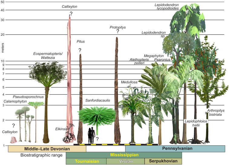 Σπάνιο και «αλλόκοτο» απολίθωμα αποκαλύπτει πώς ήταν τα δέντρα 350 εκατ. χρόνια πριν-3