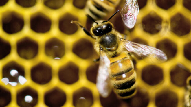 ο-θάνατος-του-μελισσοκόμου-562883386