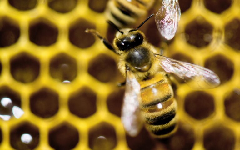 Ο «θάνατος» του μελισσοκόμου