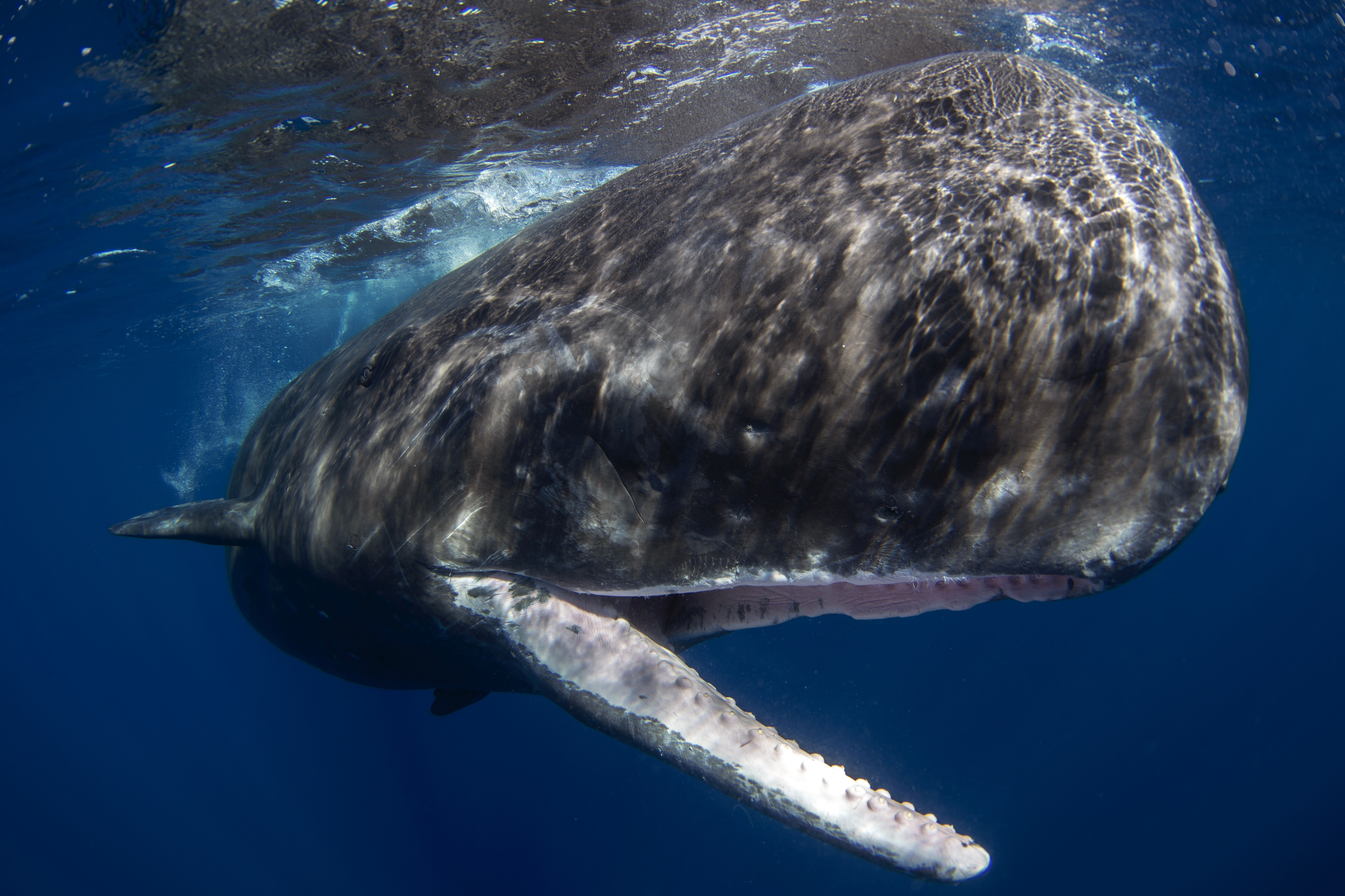 Οι επιστήμονες έλυσαν έναν από τους γρίφους των ωκεανών: Το απόκοσμο «τραγούδι» των φαλαινών-2
