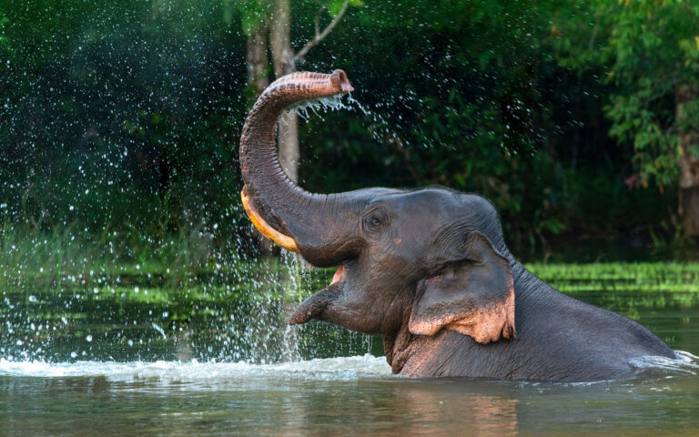 Οι ασιατικοί ελέφαντες «θάβουν και θρηνούν» τους νεκρούς τους