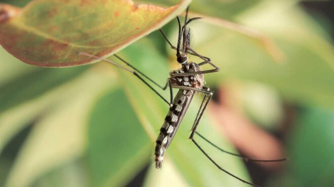 τα-κουνούπια-απειλούν-την-ευρώπη-563002906