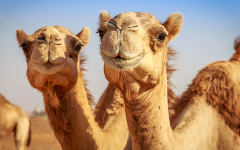 Η καμήλα είναι η νέα… αγελάδα σε καιρούς κλιματικής κρίσης