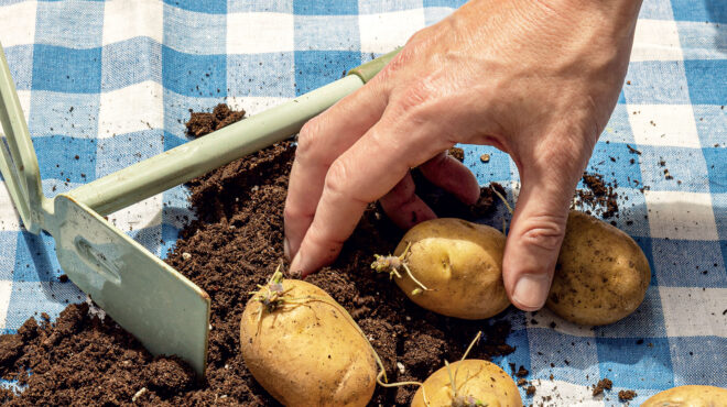 πώς-να-καλλιεργήσετε-πατάτες-στο-μπαλ-562976761