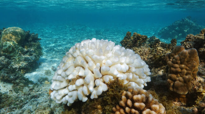 πάνω-από-τα-μισά-κοράλλια-παγκοσμίως-έ-563000455