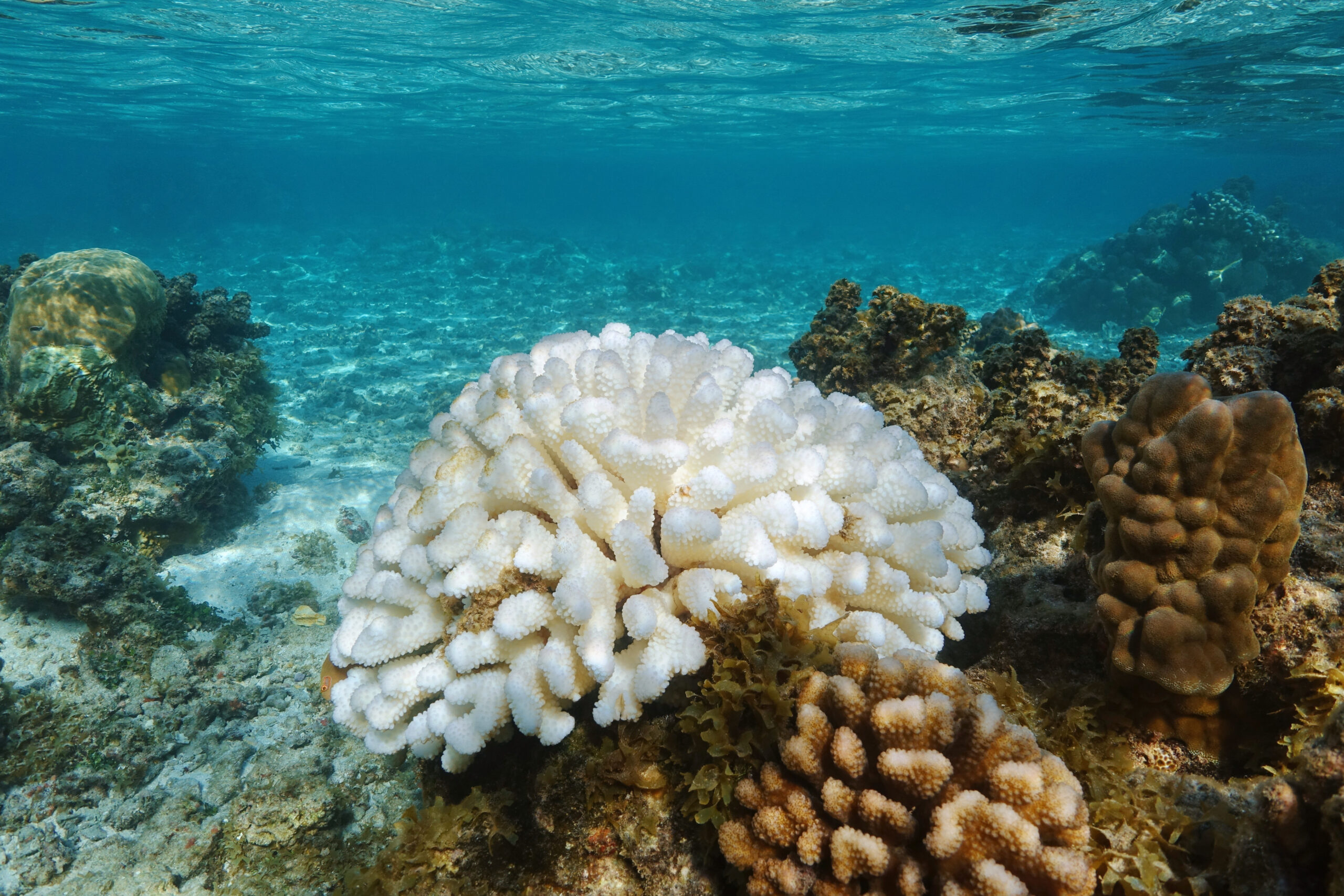 πάνω-από-τα-μισά-κοράλλια-παγκοσμίως-έ-563000455