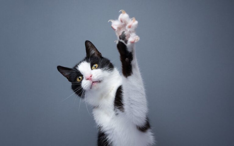 Γιατί οι γάτες έχουν «πτυσσόμενα» νύχια ενώ οι σκύλοι όχι;
