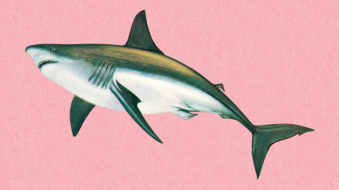 να-φοβόμαστε-τους-καρχαρίες-του-αιγαί-563028196